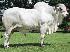 Raca: nelore padrao (corte) rgd: bull 310